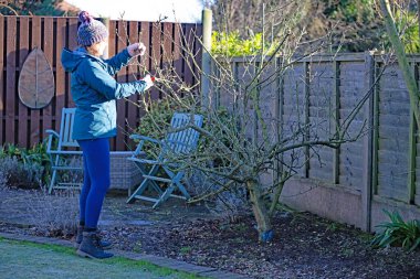 Ocak ayında meyve ağaçlarını budamak elmalar ve armutlar için iyidir, çünkü ağaçlar hareketsizdir (yapraksız) ve mahmuzlarını ve şekillerini görmek kolaydır..