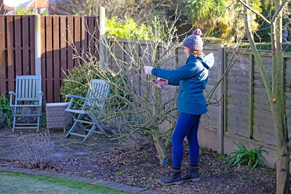 Ocak ayında meyve ağaçlarını budamak elmalar ve armutlar için iyidir, çünkü ağaçlar hareketsizdir (yapraksız) ve mahmuzlarını ve şekillerini görmek kolaydır..