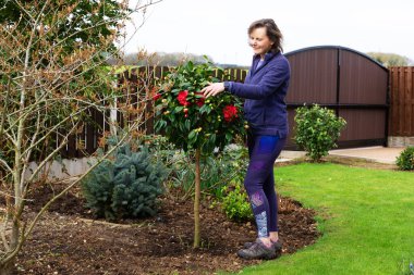 Standart bir kamelyayı tam çiçeklenme yolunda yarı yarıya yakalıyorum..