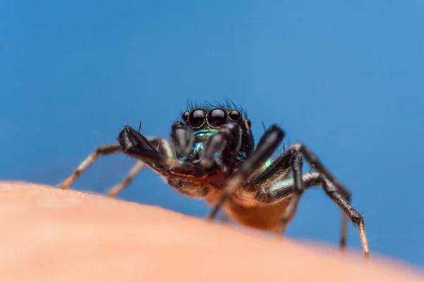 Cerrar Imagen Araña Saltadora Macro Modo Primer Plano Tiro Animal — Foto de Stock