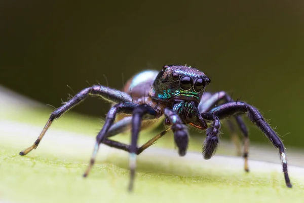 Cerrar Imagen Araña Saltadora Macro Modo Primer Plano Tiro Animal — Foto de Stock