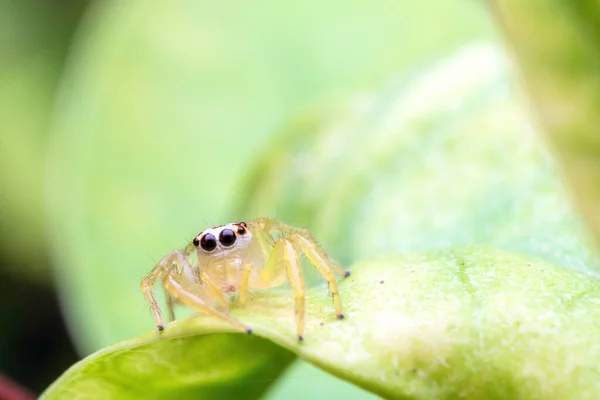 Cerrar Imagen Araña Saltadora Macro Modo Primer Plano Tiro Animal — Foto de Stock