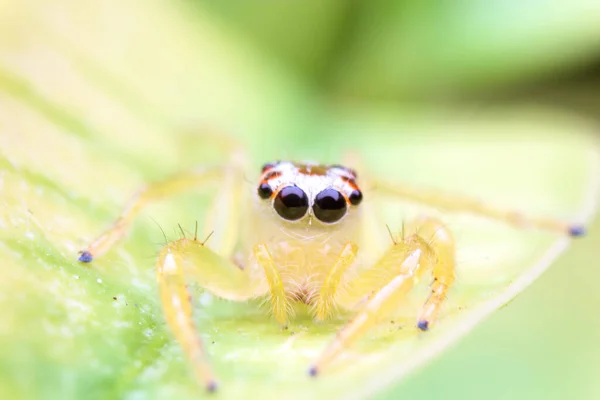 Κοντινή Εικόνα Του Άλματος Αράχνη Λειτουργία Macro Κοντινό Πλάνο Ζώων — Φωτογραφία Αρχείου