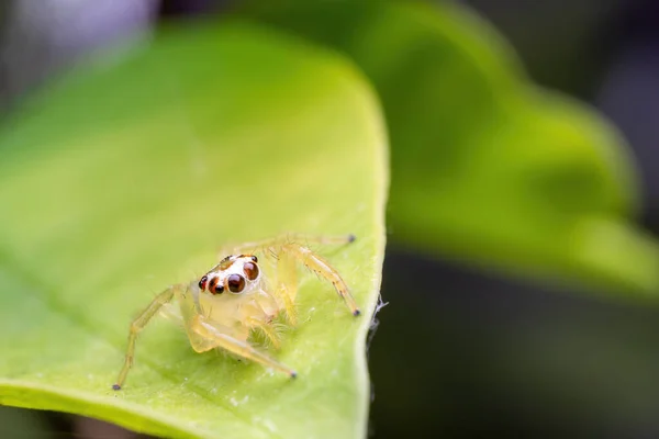 Zavřít Obrázek Skákajícího Pavouka Režim Makra Uzavírá Pořízené Zvíře Hmyz — Stock fotografie