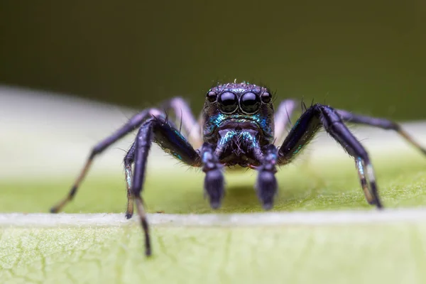 Närbild Hoppande Spindel Makro Läge Närbild Skott Djur Och Insekt — Stockfoto