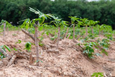 Doğal arka planda Tapioca tarlaları, Cassava yetiştirme mevsimi, Yaz tarımı, Cassava tohumları, Ağaç Manioc, Ubikayu, Sampeu.