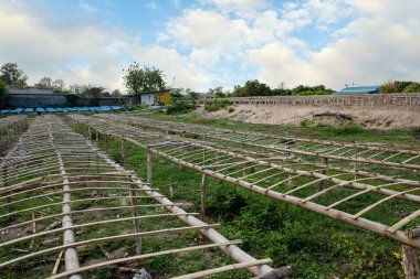 Kurutulmuş mürekkep balığı için bambu çubukları