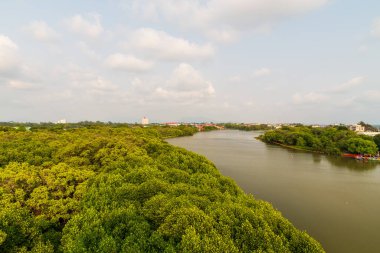 Mangrov ormanının nehir manzaralı güzel manzarası.