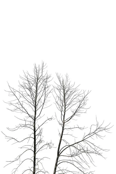 Död Träd Isolerad Vit Bakgrund Stora Träd — Stockfoto