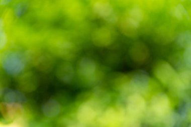 Bulanık arkaplan. Bokeh 'in doğayla ilgisi yok. Doğal yeşil yapraklar.