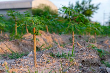 Doğal arkaplanda tapyoka alanları. Cassava yetiştir. Cassava ekme mevsimi. Cassava ve kauçuk ağaçlarının arasında karışık bir bahçe. Cassava ekme kavramı.