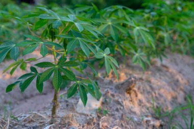 Doğal arkaplanda tapyoka alanları. Cassava yetiştir. Cassava ekme mevsimi. Cassava ve kauçuk ağaçlarının arasında karışık bir bahçe. Cassava ekme kavramı.