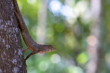 Kertenkele ağaca tırmanıyor. Gila Thai doğa geçmişi üzerine.