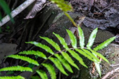 Kertenkele ağaca tırmanıyor. Gila Thai doğa geçmişi üzerine.