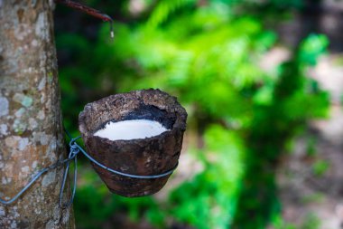 Lateks kauçuk ağacı. Tayland 'da lastik tarlası. Kauçuk ağacı.