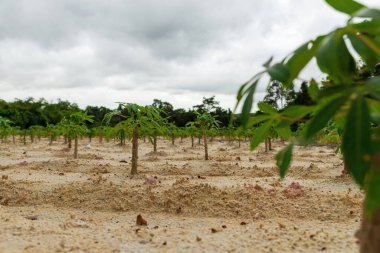 Doğal arka planda Tapioca tarlaları, Cassava yetiştirme mevsimi, Yaz tarımı, Cassava tohumları, Ağaç Manioc, Ubikayu, Sampeu.