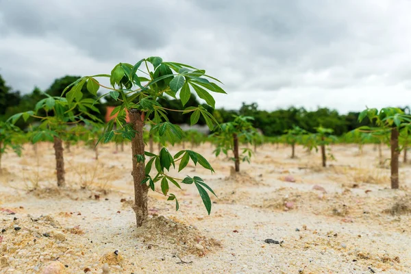 자연적 고로우 카사바 카사바 파종의 나무매니 우비카유 — 스톡 사진