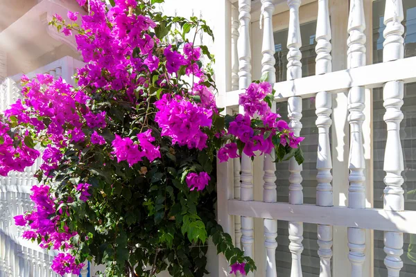 Colombia, Scenic colorful streets of Cartagena in historic Getsemani district near Walled City, Ciudad Amurallada, a UNESCO world heritage site — Stock Photo, Image