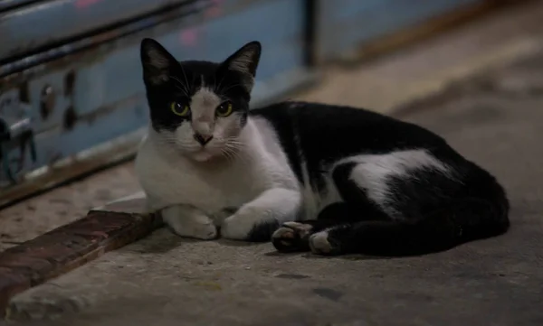 Pouliční Kočka Potulující Městě Pozdě Noci — Stock fotografie