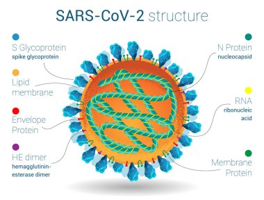 SARS-CoV-2 yapısı, virüs anatomisi, mikrobiyoloji ve virüs posteri, proteinler, lipidler ve koronavirüsün ribonükleik asidi