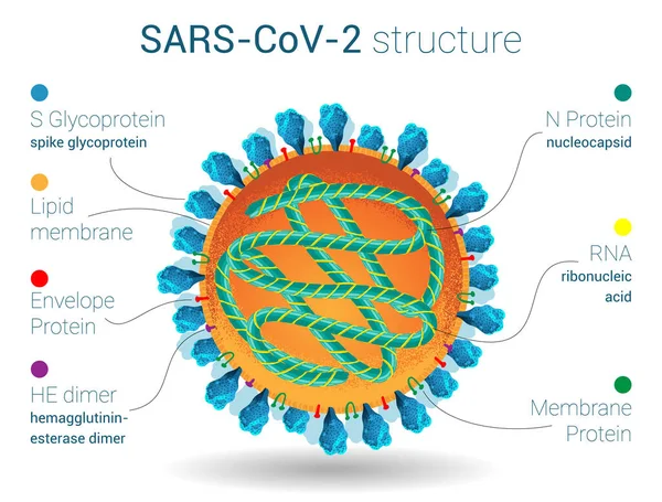 Sars Cov 2结构 病毒解剖 微生物学和病毒学海报 蛋白质 脂质和大肠埃希菌核糖核酸 — 图库矢量图片