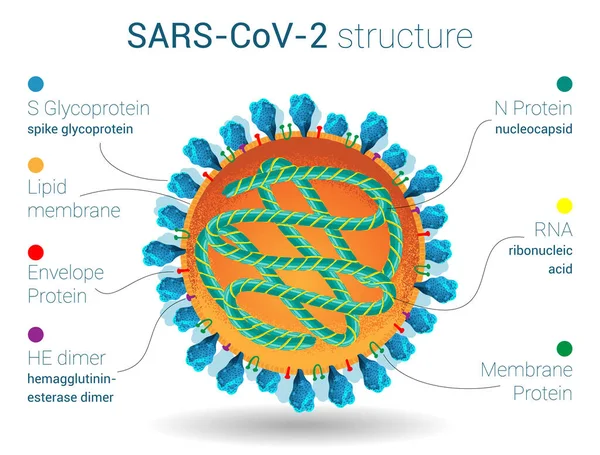 Sars Cov 2構造 ウイルスの解剖学 微生物学とウイルス学のポスター タンパク質 コロナウイルスの脂質とリボヌクレオシド — ストックベクタ