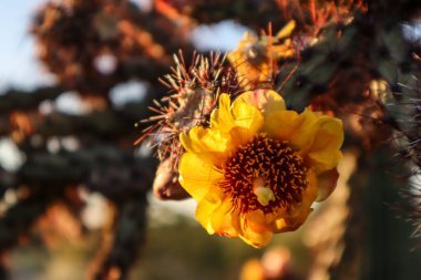 Turuncu ve Sarı Arizona Çöl Kaktüsü