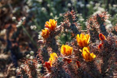 Arizona 'da Sarı ve Turuncu Çiçek açan Cholla Kaktüsü