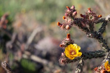 Scottsdale Arizona 'da Çiçekli Cholla Kaktüsü