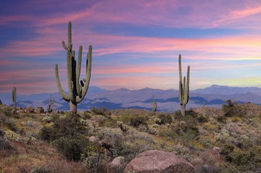 Saguaros Sıcak Scottsdale Arizona Günbatımında