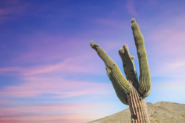 Crooked Saguaro Med Scottsdale Arizona Sunset — Stockfoto