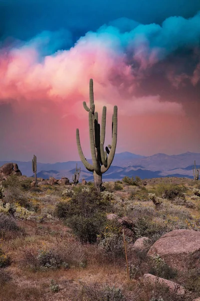 Saguaros Scottsdale Arizona Sunset — Foto de Stock