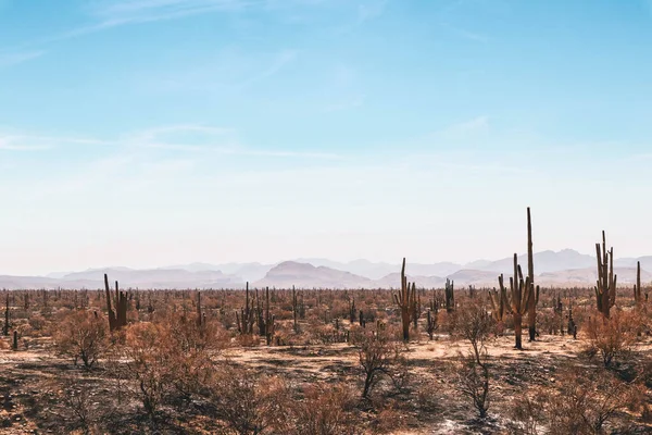 Group Saguaros Desert Fire Phoenix Arizona — Stock Photo, Image