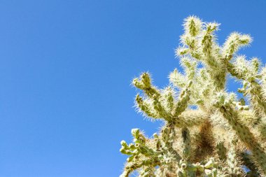 Arizona 'daki Sarı Cholla Kaktüsü