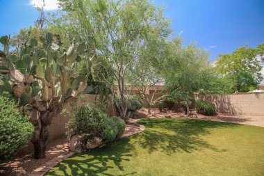 Phoenix Arizona Home 'un Backayrd' ındaki Big Cactus.