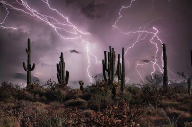 Phoenix 'teki Şimşek Fırtınası' nda Saguaro Silueti Mor Gökyüzü ile