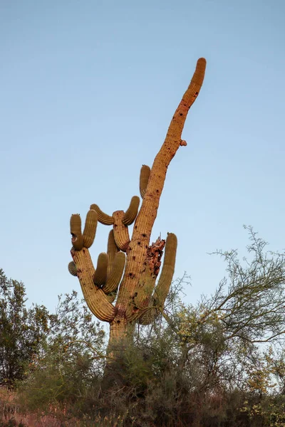 Yaşlı Saguaro Çölde Yaslanıyor - Stok İmaj