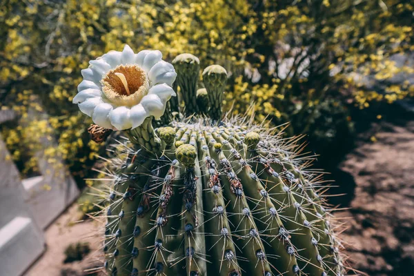 Çiçek Açan Baharda Saguaro Çöl Stok Fotoğraf