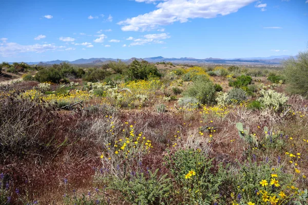 Phoenix Arizona Çiçekli Çöl Manzarası - Stok İmaj