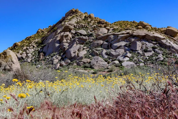 Çiçekli Phoenix Çöl Sahnesi Telifsiz Stok Fotoğraflar