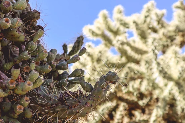 Cholla Cactus Scottsdale Arizona Sun Imagens De Bancos De Imagens Sem Royalties