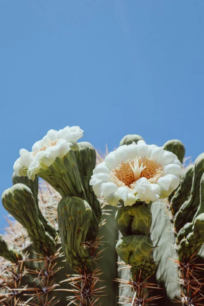 Blooming Saguaro Flowers Scottsdale Arizona Telifsiz Stok Fotoğraflar