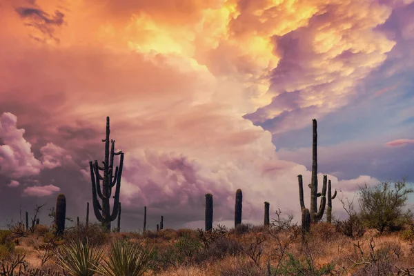 Arizona Saguaros Warm Desert Sunset — Foto de Stock