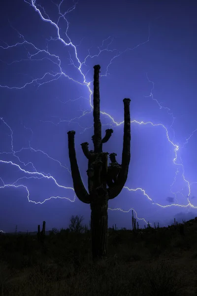 Lone Saguaro Lighting Arizona Fotos De Bancos De Imagens