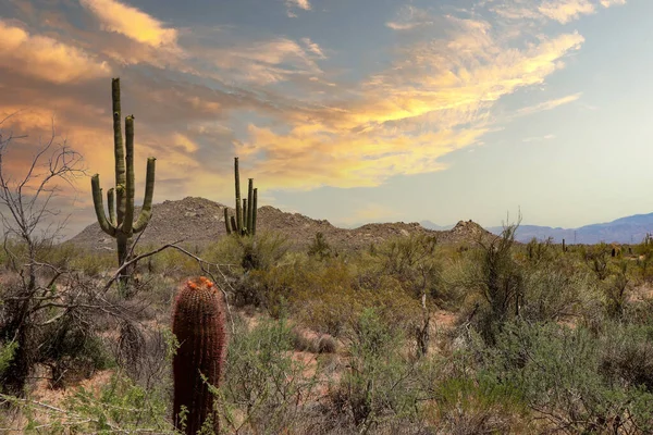 Giant Saguaro Warm Arizona Sunset Telifsiz Stok Imajlar