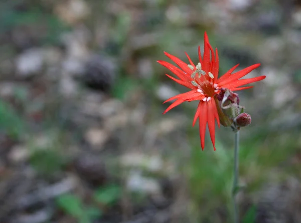 Flor selvagem alaranjada — Fotografia de Stock