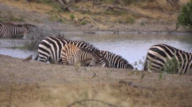 Zebra Sürüsü Tanzanya Ulusal Parkı 'ndaki Su Çukuru' nda. Afrika Safarisi