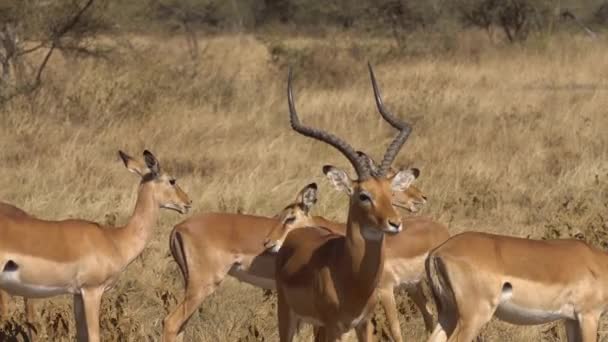 Impala Antelope alias Gazelle Famille sur le pâturage de la Savane. Animaux dans la nature — Video