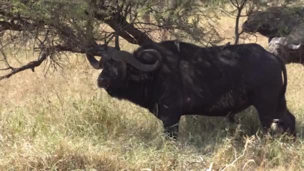 African Cape Buffalo Eating Grass in Savanna Under Tree Shade. Animal en la naturaleza — Vídeo de stock