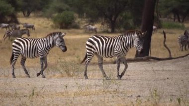 Tanzanya, Afrika Safarisi. Ulusal Park 'ın Savanna' sında Zebralar, Yavaş Hareket 120fps